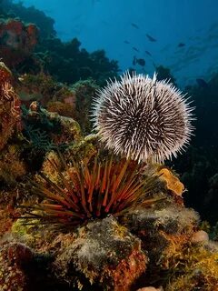 Какие животные есть в морях
