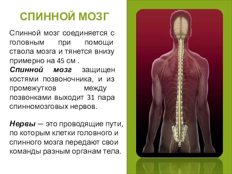 Спинной и головной мозг тест 8 класс. Спинной мозг. Защита спинного мозга. Головной спинной и костный мозг.