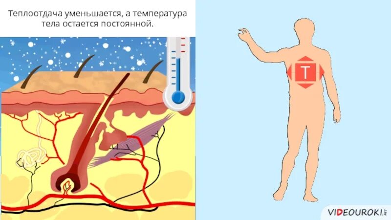 Причины лишнего веса у женщин. Причины нарушений функций желез внутренней секреции. Признаки нехватки магния. Почему в организме уменьшается. Вес тела 7 класс.