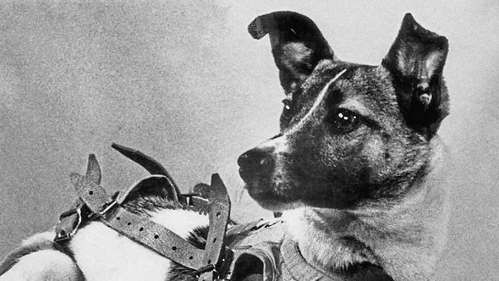 Самая первая собака в космосе. 1957 Лайка в космосе. Собака лайка 1957. Лайка первый космонавт. Первый полет лайки в космос.