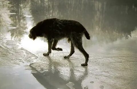Собака промокшая под дождем начинают