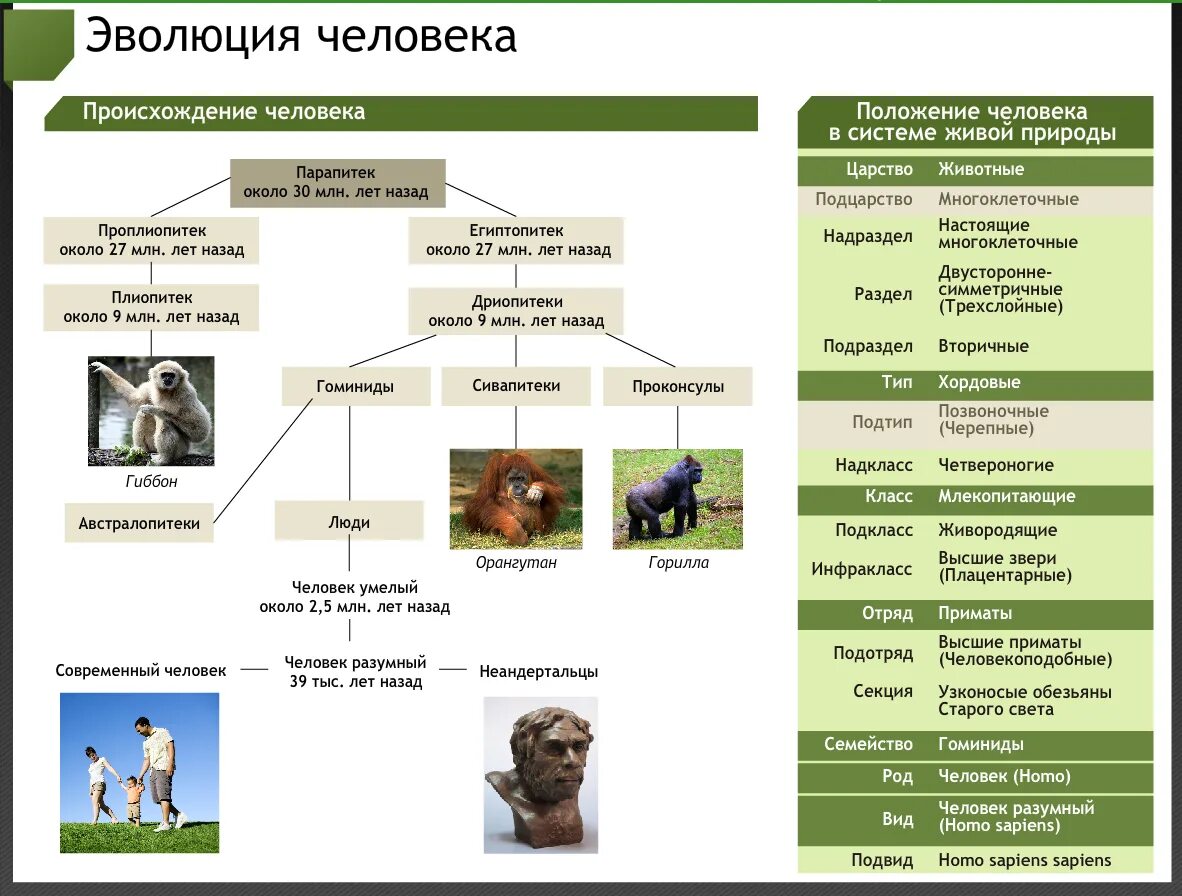 Эволюция урок по биологии. Эволюция приматов. Эволюция человека таблица по биологии 9 класс.