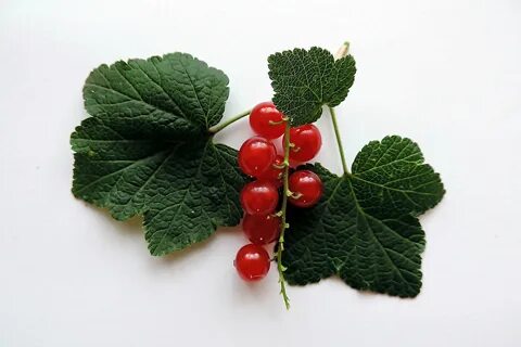 Лист малины смородины