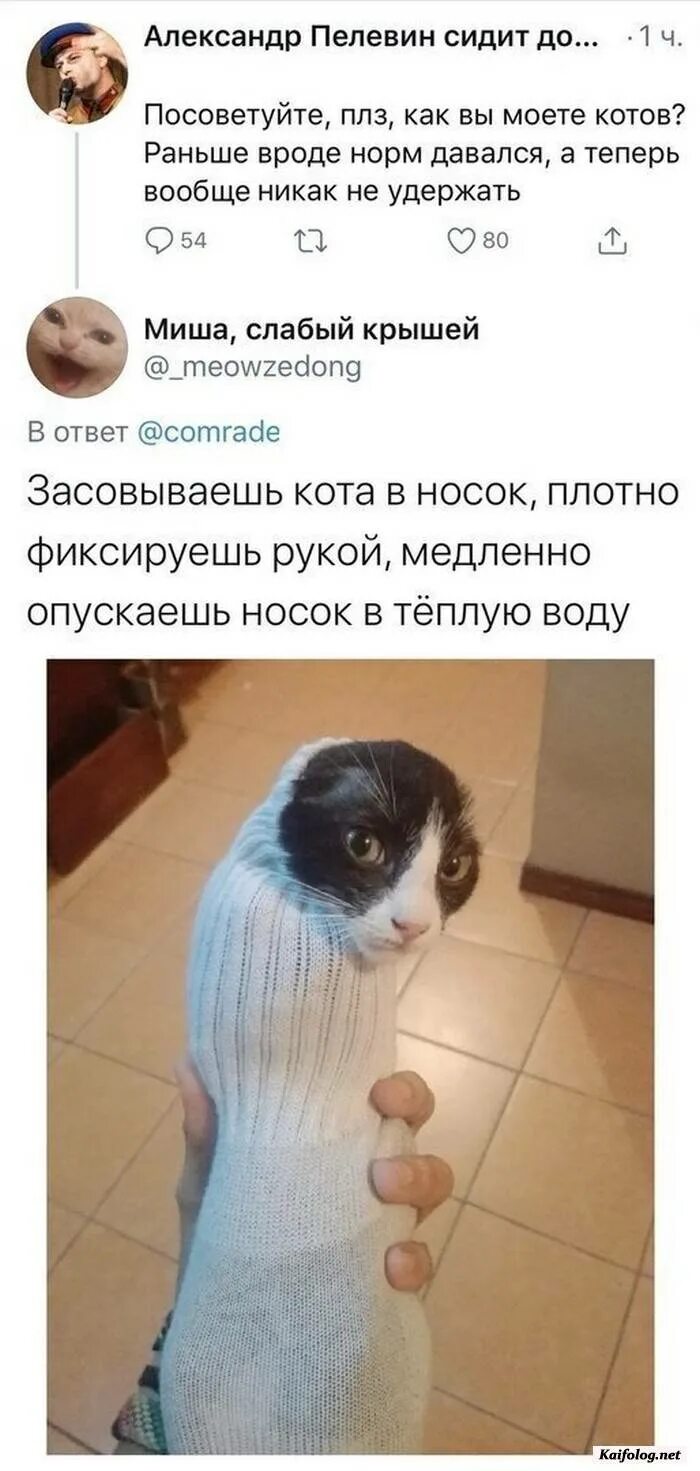 Коты раньше коты сейчас