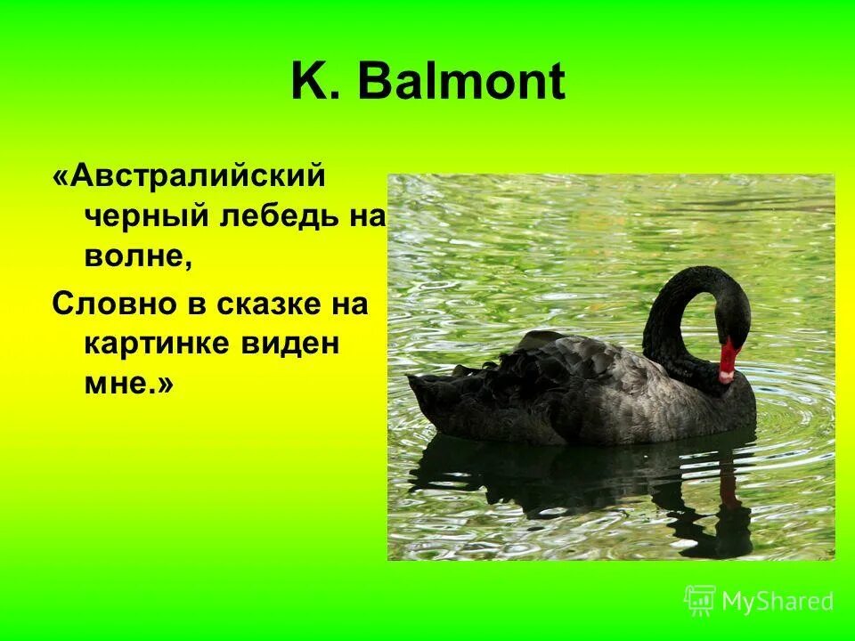 Бальмонт лебедь