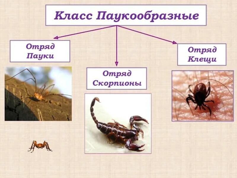 Класс паукообразные отряды