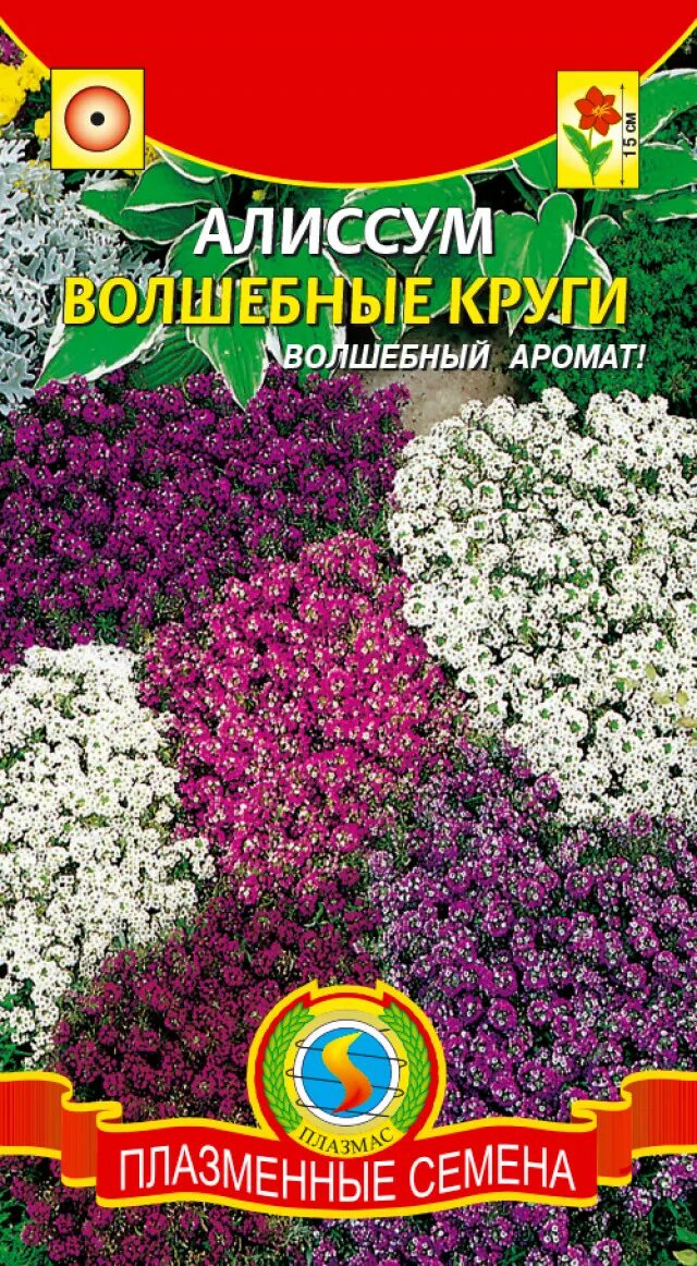 Алиссум лобулярия. Лобулярия алиссум восточные ночи. Медовая травка алиссум. Алиссум красный семена.