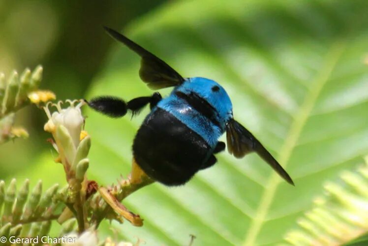 Синяя пчела плотник. Пчела-плотник xylocopa caerulea. xylocopa caerulea - пчела. ксилокопа цаерулеа.