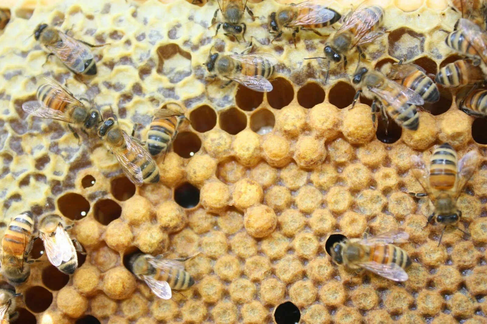 Покажи видео пчел. Пчеломатка трутень. Трутни в пчелиной семье. Пчела матка трутень. Пчеломатка откладывает яйца.
