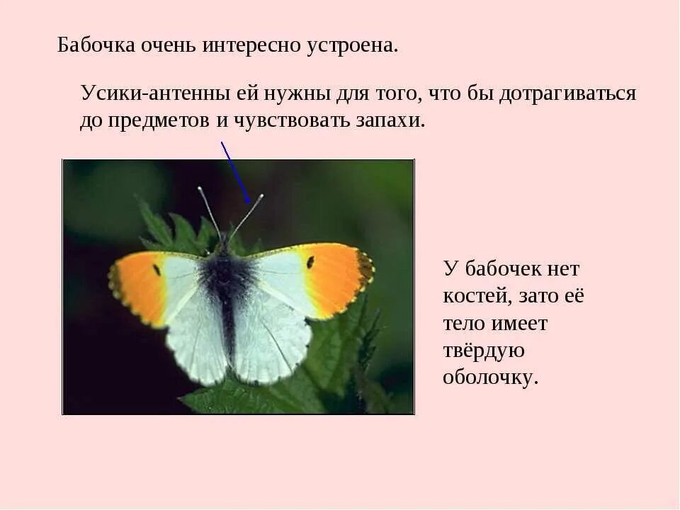 Цветок бабочка рассказ. Рассказ о бабочке. Бабочки для презентации. Описание бабочки. Бабочки для презентации для детей.