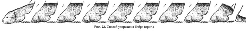 Поднял бобра. Способ удержания бобра. Метод удержания бобра. Техника удержания бобра. Способ укрыться от дождя бобром.