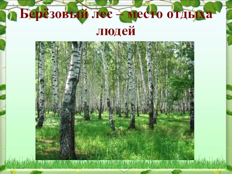 Лес нашей Родины. Леса и Луга нашей Родины. Леса и Луга нашей Родины занятие в старшей группе. Презентация леса и Луга нашей Родины старшая группа. Леса и луга нашей родины презентация