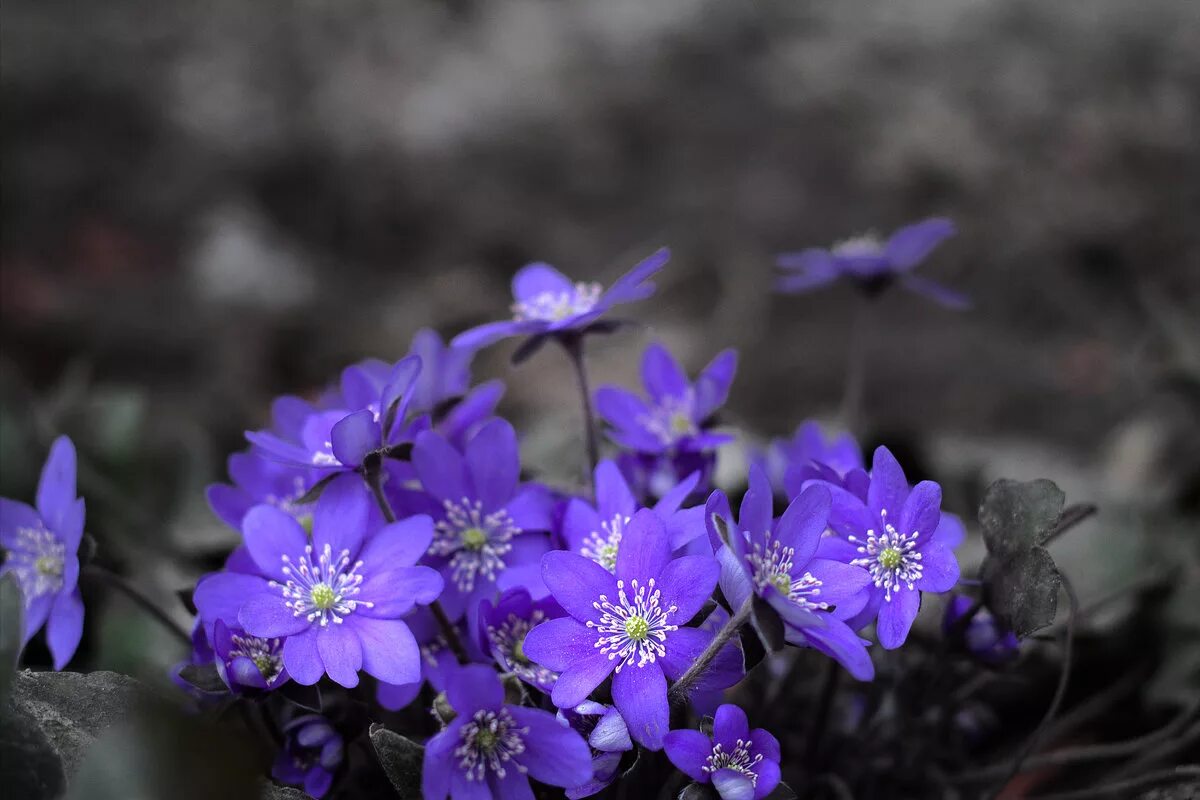 Печеночницы (hepatica). Печеночница благородная (перелеска). Печеночница благородная печеночница благородная. Печеночница голубая. Печеночница благородная описание