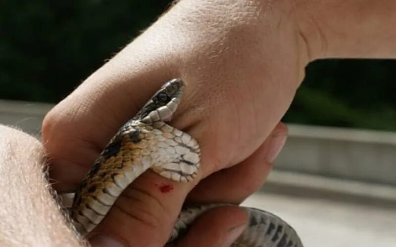 Мокасиновый щитомордник. Укусила змея во сне к чему снится. Во сне ужалила змея. Во сне ужалила змея. Во сне ужалила змея.