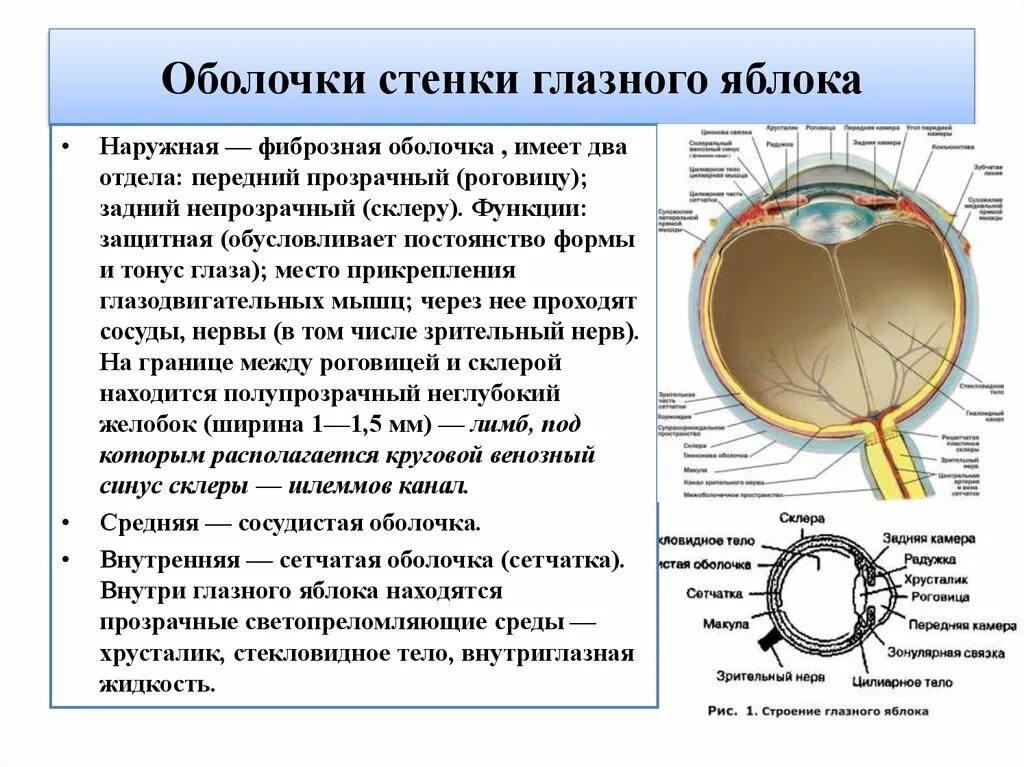 Заполните таблицу строение органа зрения. Функции оболочек глазного яблока. Фиброзная оболочка глазного яблока анатомия. Тканевый состав оболочек глазного яблока. Оболочки глазного яблока строение и функции.