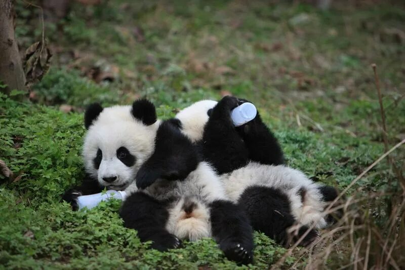 Панда без кругов. Панда без пятен. Панда без черных. Панда без очков.