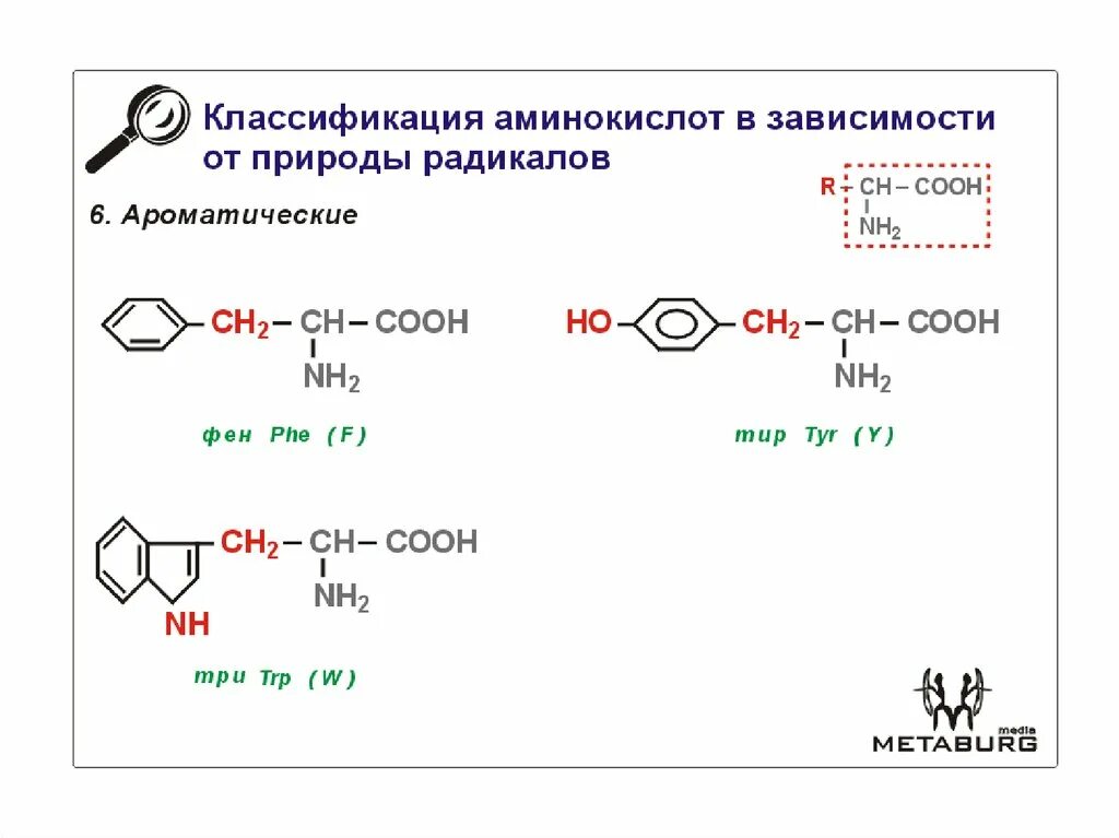 Аминокислотные радикалы