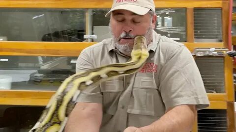 Giant Python Bit My Face 😳 - YouTube.