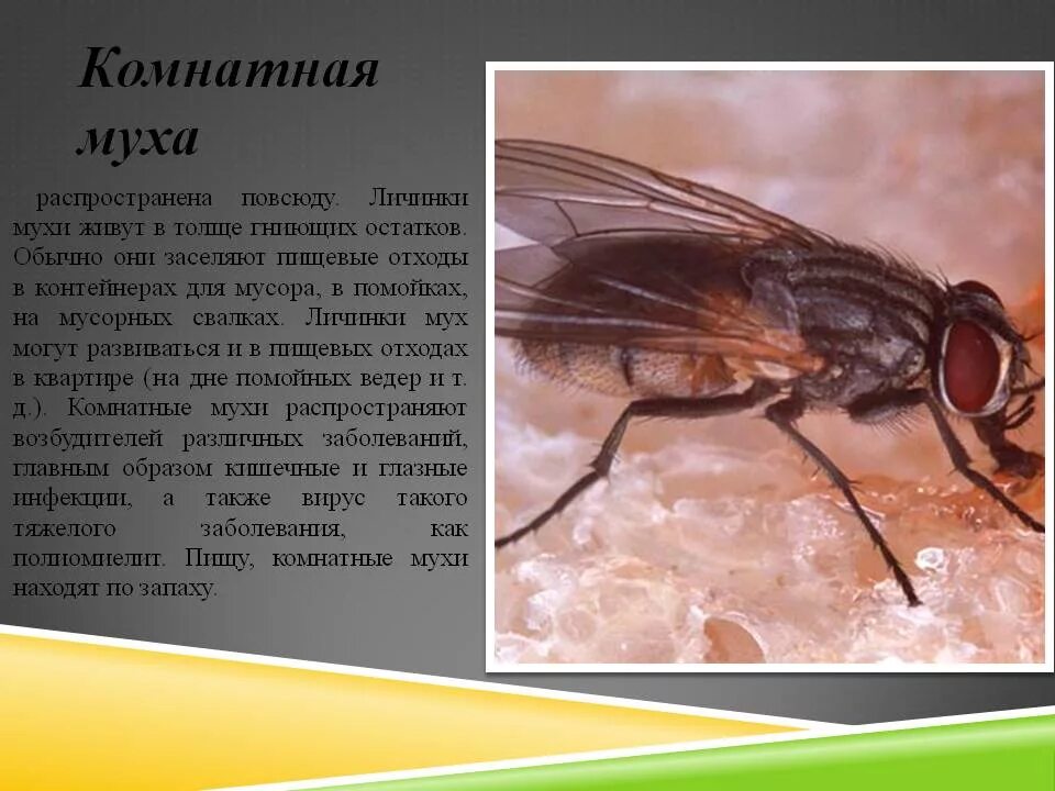 Опасна ли муха. Ареал мухи ЦЕЦЕ. Личинка комнатной мухи. Комнатная Муха и Муха ЦЕЦЕ.