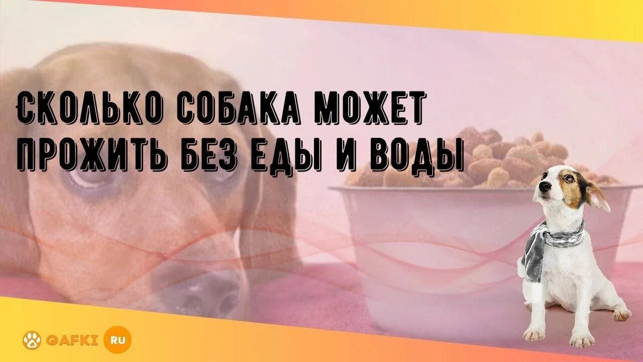 Сколько собака может без воды. Сколько собака может жить без воды. Сколько живут собаки без еды. Сколько собака может прожить без еды. Сколько собака живет без воды.