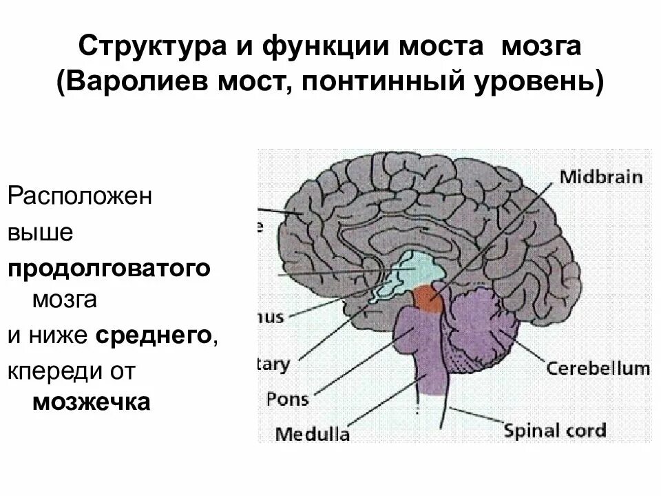 Варолиева моста головного мозга. Строение головного мозга варолиев мост. Функции варолиева моста анатомия. Головной мозг строение варолиев мозг. Отделы головного мозга варолиев мост.