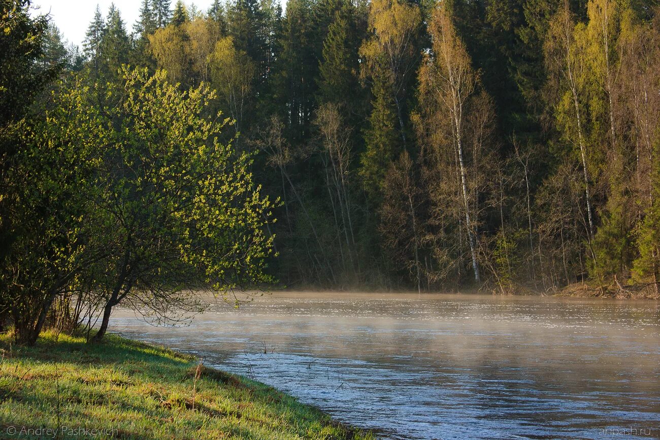 Река мста новгородская область. Река Мста Боровичи. Река Мста Боровичский район. Река Мста Любытино. Река Мста Удомля.