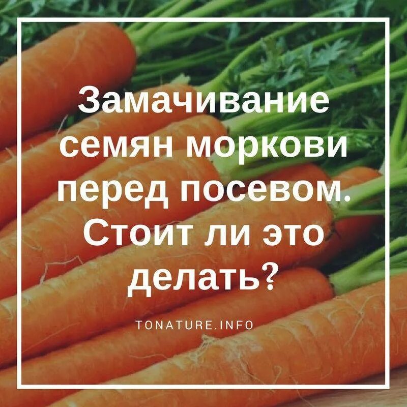 Можно ли перед посадкой моркови