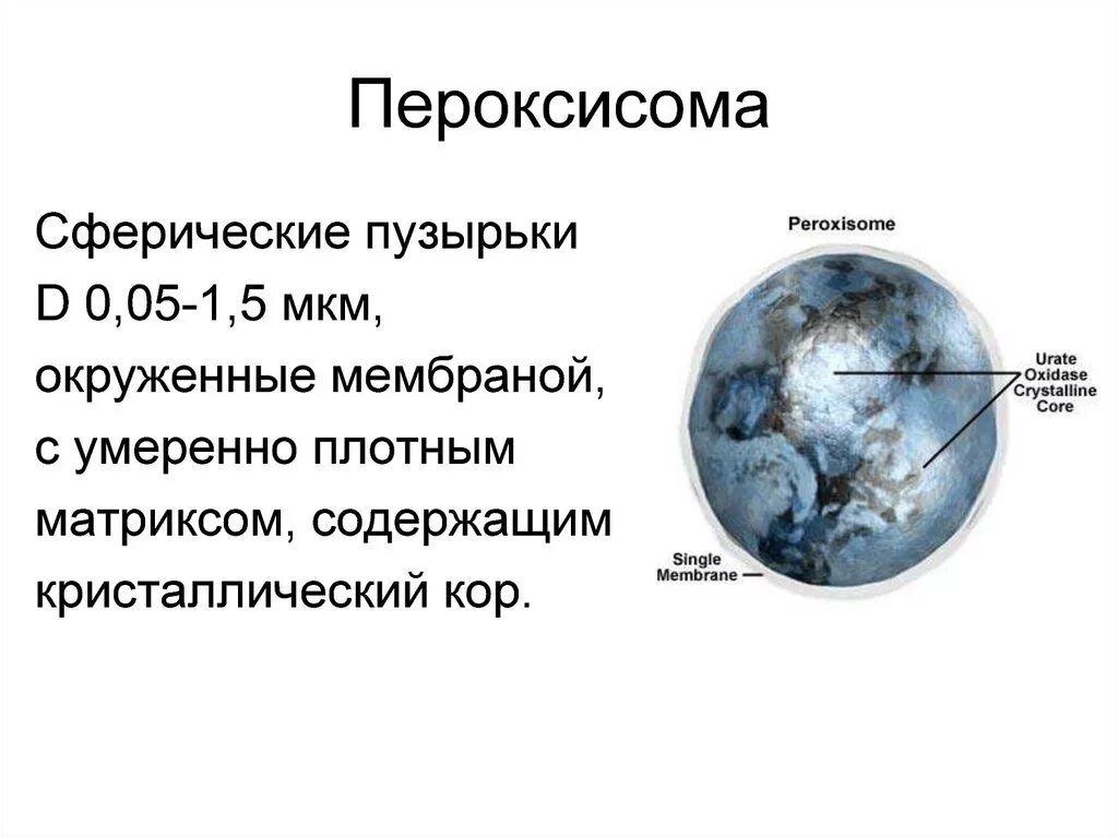 Пероксисомы содержат. Пероксисомы в растительной клетке. схема строения пероксисомы. пероксисома биологические структуры. эроксисосы строение и функции.