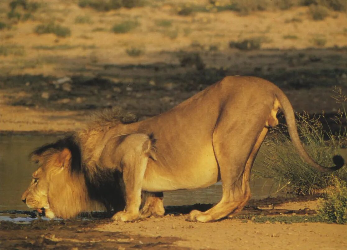 Крадущийся лев. Лев крадется. Леопон гибрид леопарда. Крадущийся лев. Подкрадывающийся лев.