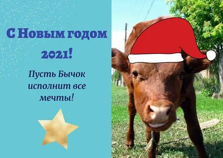 Песни год быка