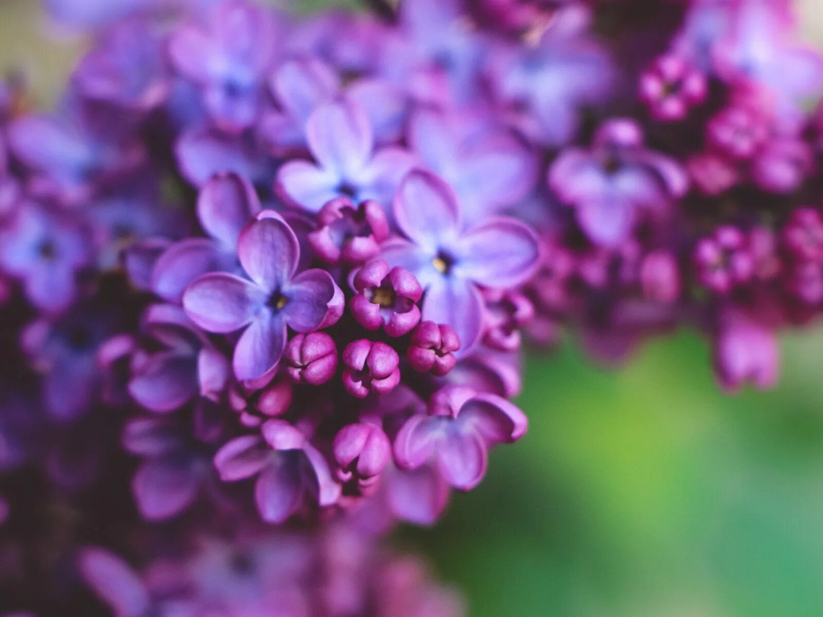 Заставка на телефон для женщин природа. Сирень Пирассе Пинк. Сирень Кавур. Сирень цветы. Фиолетовые цветы.