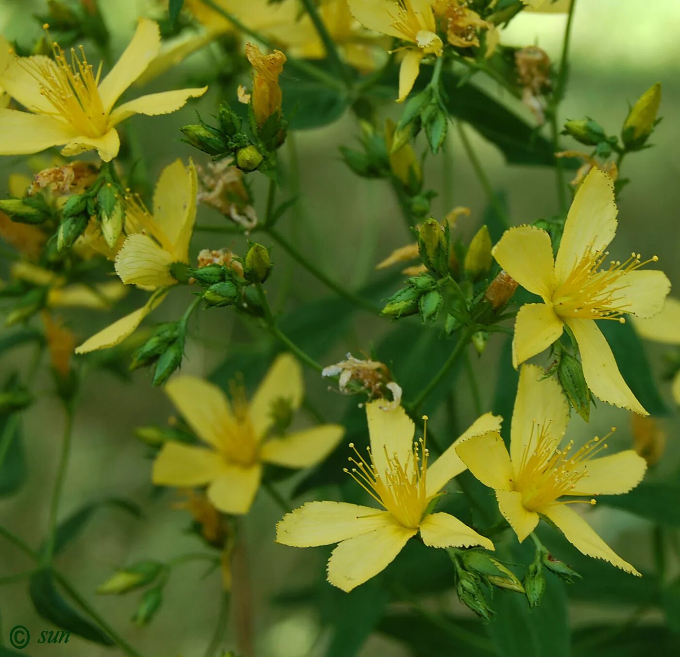 Зверобой большой. Hypericum elegans. Зверобой изящный. Зверобой чашечковидный. Зверобой. Виденский.