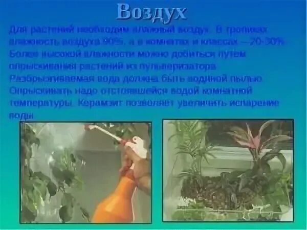 Значение воздуха в жизни растений