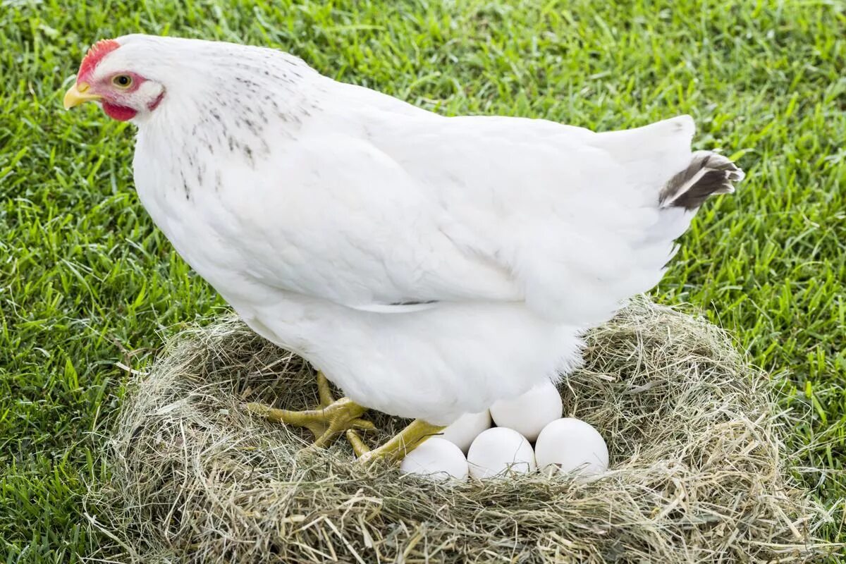 Белые куры несут белые яйца
