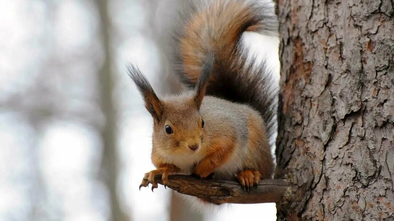белочка для монитора. белка на дереве. белочка картинка. животные в лесу. белка на дереве для детей.