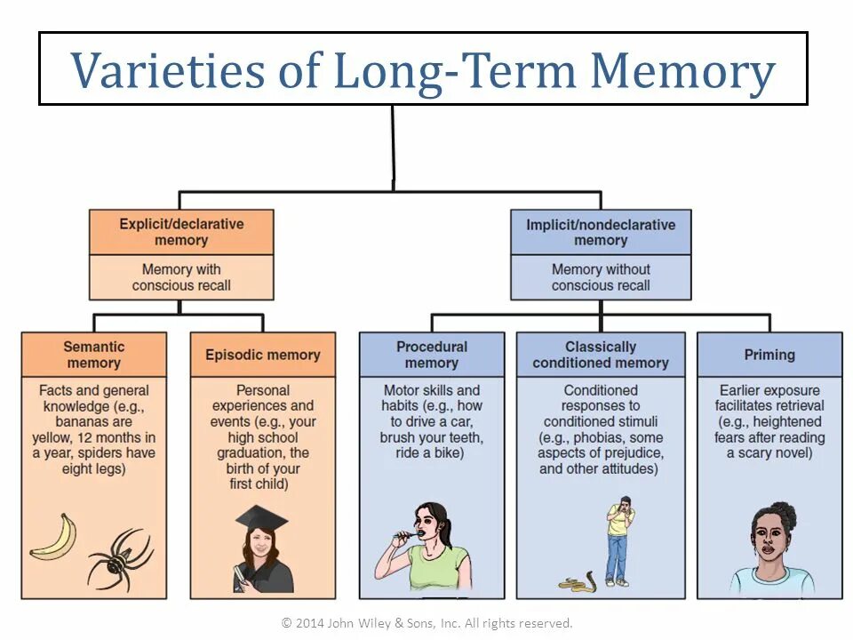Short memory. Long term Memory. Short term Memory. Long term Memory картинки. Long short term Memory.