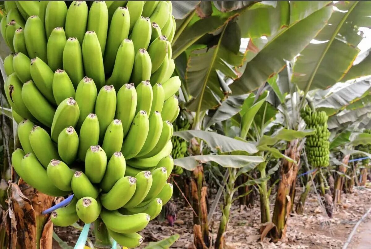 Бананы на Пальме. Банановая Пальма дерево. Банановая Пальма в Африке. Платано бананы.