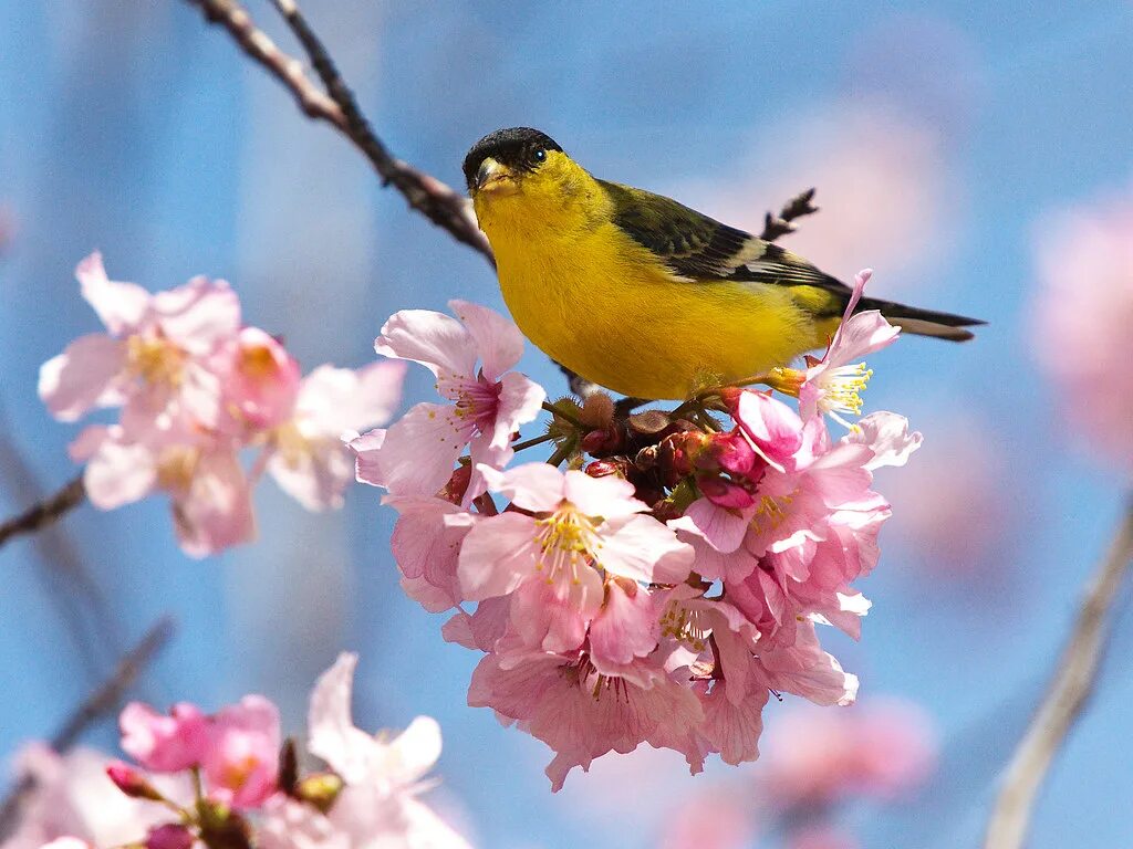 Птицы радуются весне. Птицы весной. Весенние птички. Весеннее настроение.