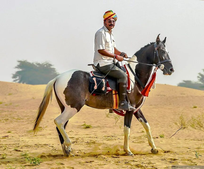 Indian horse. Марвари лошадь. Марвари с всадником. Марвари игра в поло.