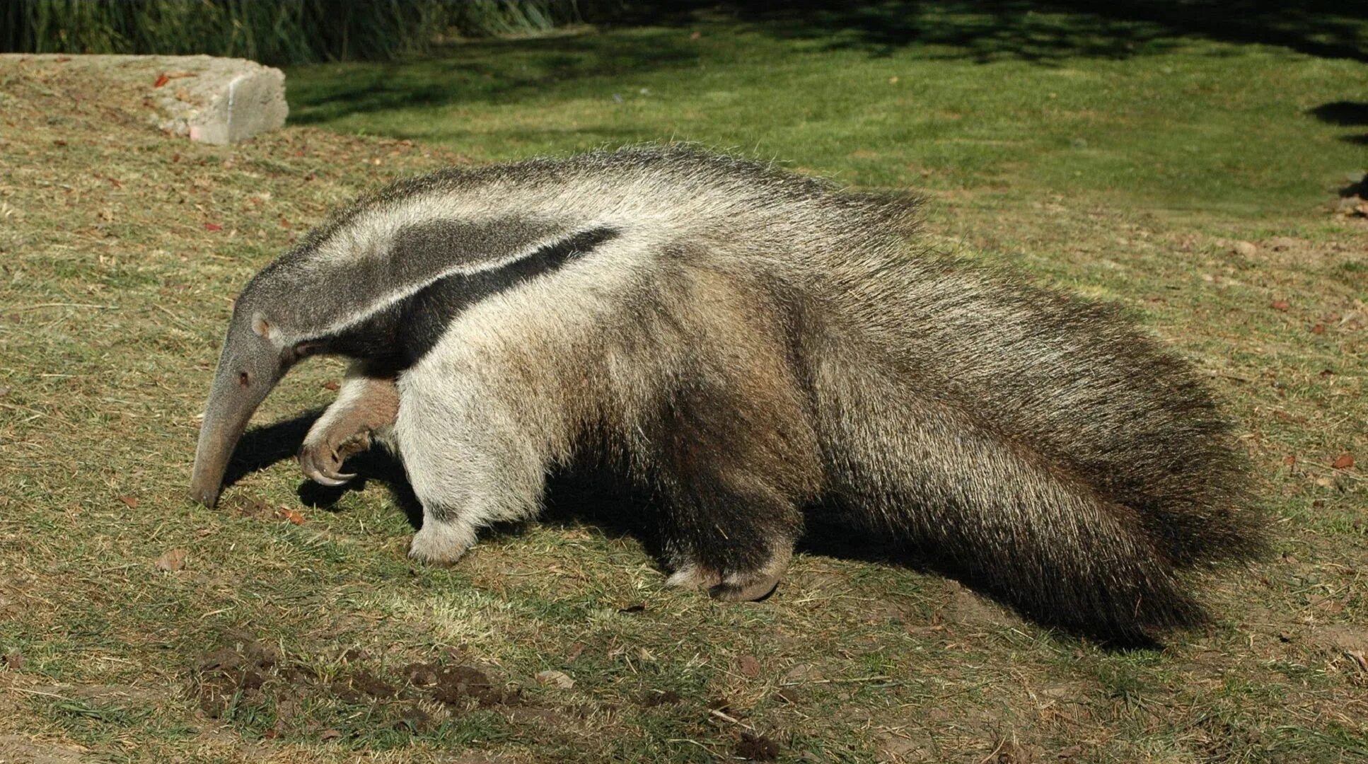 Гигантский муравьед Южной Америки. Пантанал гигантский муравьед. Anteater муравьед. Гигантский муравьед капибара. Муравьед в зоопарке