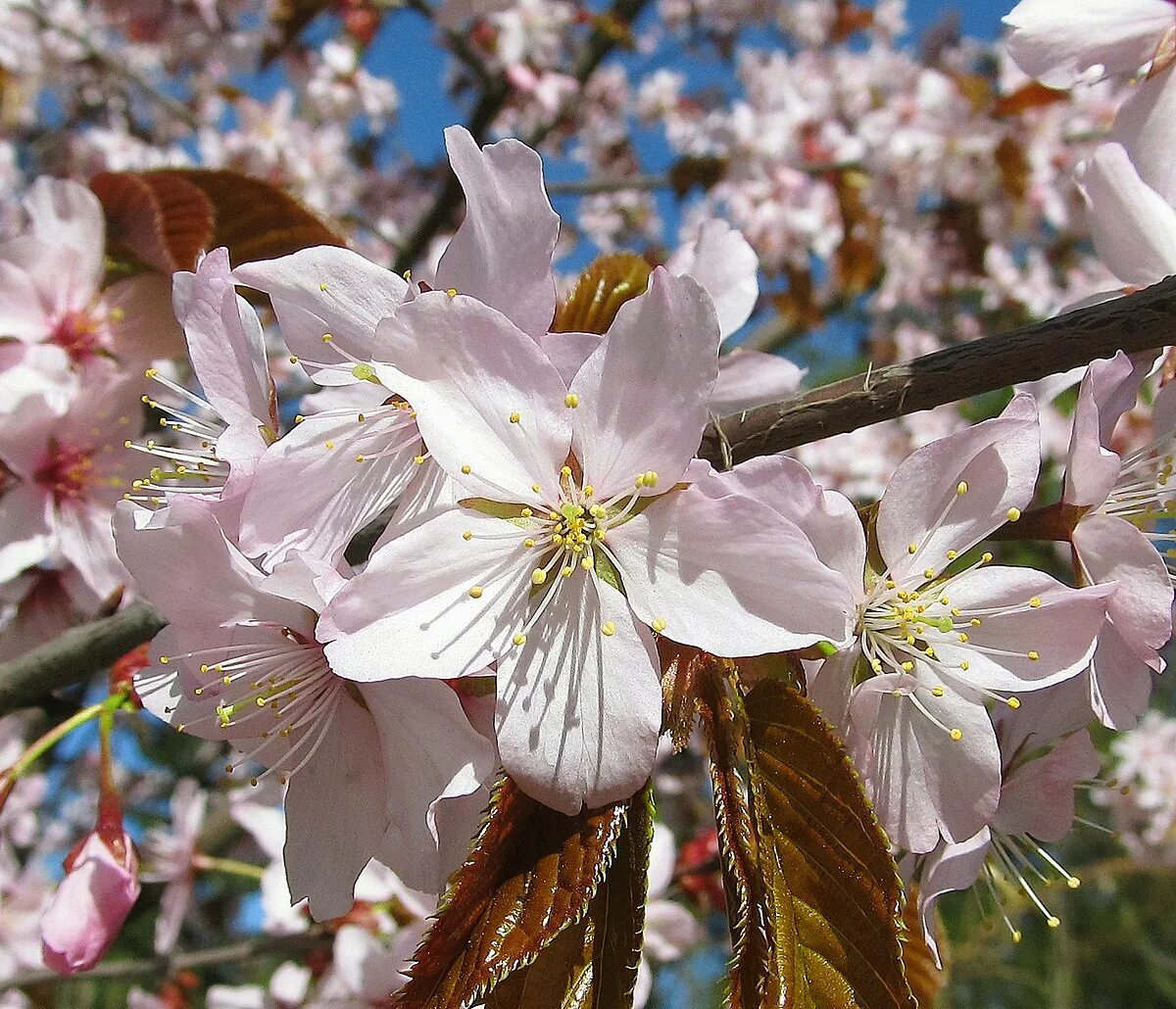 Виктор королев в клипе а вишня в саду. Певец королев вишня. Виктор королев вишня. Виктор королёв 1992. Королева вишенка.