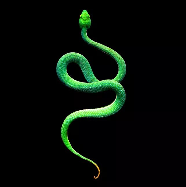 Тонкая змейка. Змея извивается. Светящаяся змея. Извилистая змея. Зеленая змея извивается.