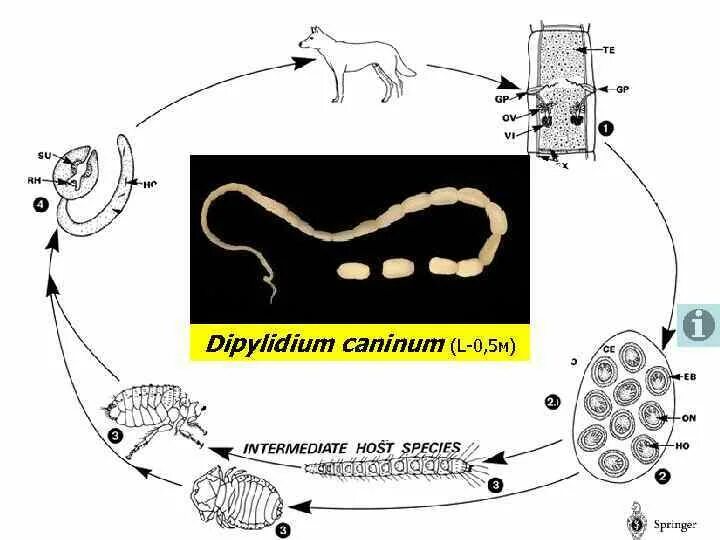 Dipylidium caninum. Жизненный цикл огуречного цепня. Огуречный цепень цикл развития. Жизненный цикл огуречного цепня схема. Огуречный цепень жизненный цикл.