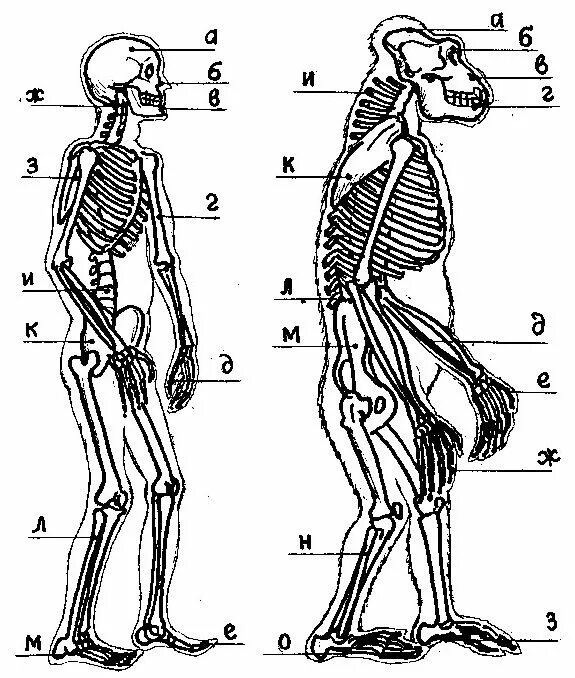 Скелет гориллы и человека. Скелет гориллы и человека сравнение. Анатомия обезьяны и человека. Скелет обезьяны. Шимпанзе передняя конечность