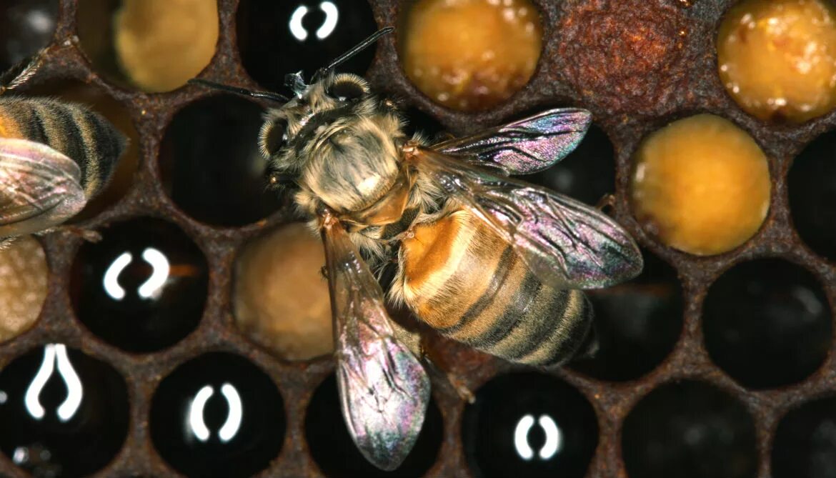 Как еще называют болезнь пчел. Сенотаиниоз пчел. Инфекционные болезни пчел. Больные пчелы. Пчелопакеты рыбный.