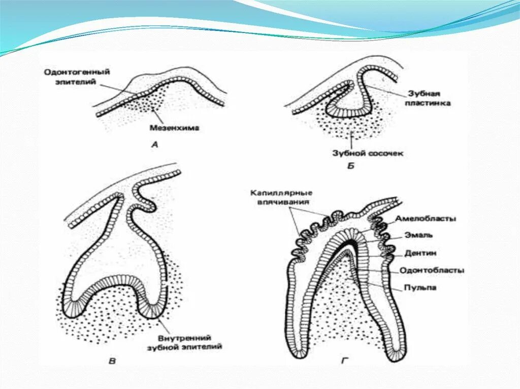 Стадии развития зуба. Периоды развития зубов гистология. Стадия гистогенеза зуба гистология. Онтогенез период формирования зубных зачатков. Первая стадия гистогенеза зуба:.