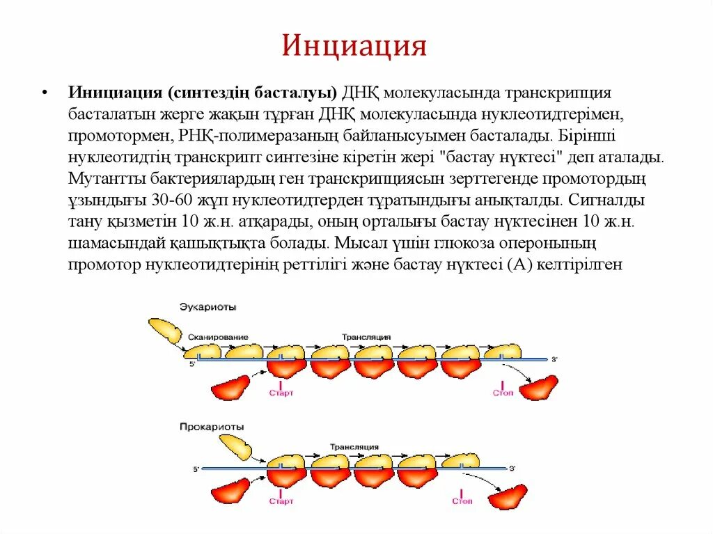 Транскрипция инициация элонгация терминация. Этапы транскрипции инициация элонгация терминация. Инициация синтеза белка. Инициация синтеза РНК. Этапы инициации трансляции