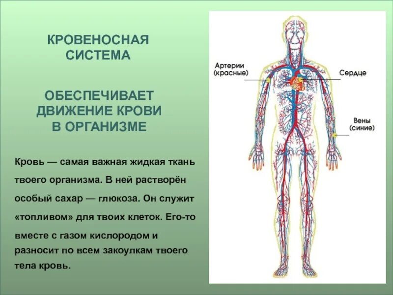 Как устроена кровеносная система 3 класс. Из чего состоит кровеносная система человека 3 класс окружающий мир. из чего состоит кровеносная система 3 класс окружающий мир. кровеносная система человека схема 3 класс окружающий мир. кровегоснаясистема человека.
