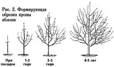 Возраст яблони