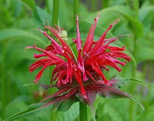 Монарда скарлет. Монарда Гадэнвью Скарлет. Монарда Gardenview Scarlet. Монарда гибридная Гадэнвью Скарлет. Монарда гибридная Blaustrumpf.